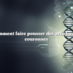 Question : comment faire pousser des artichauts à partir de couronnes